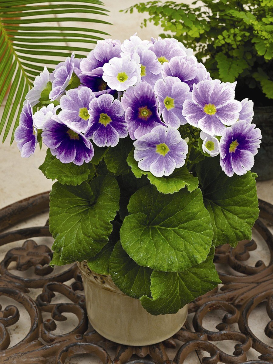 Редкие примулы алт края