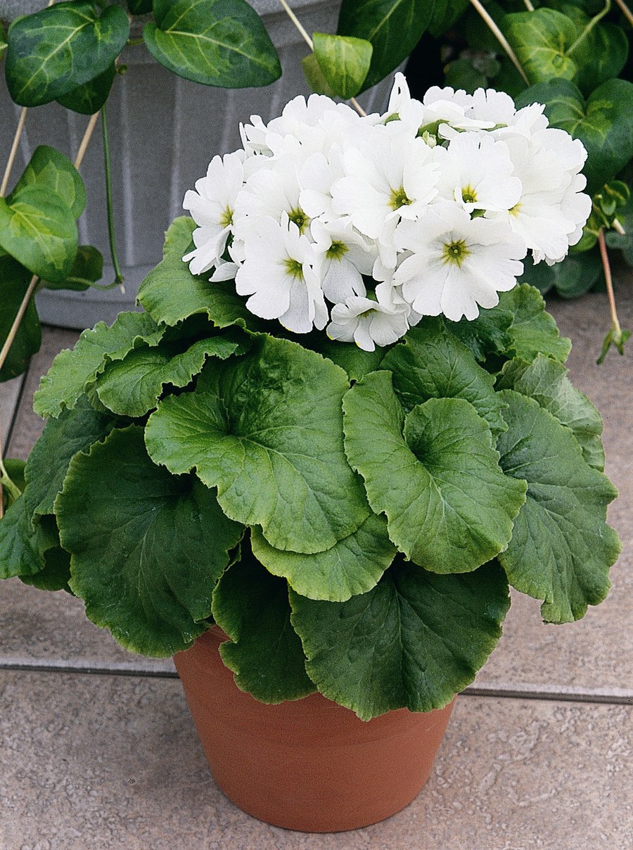 Примула малакоидес