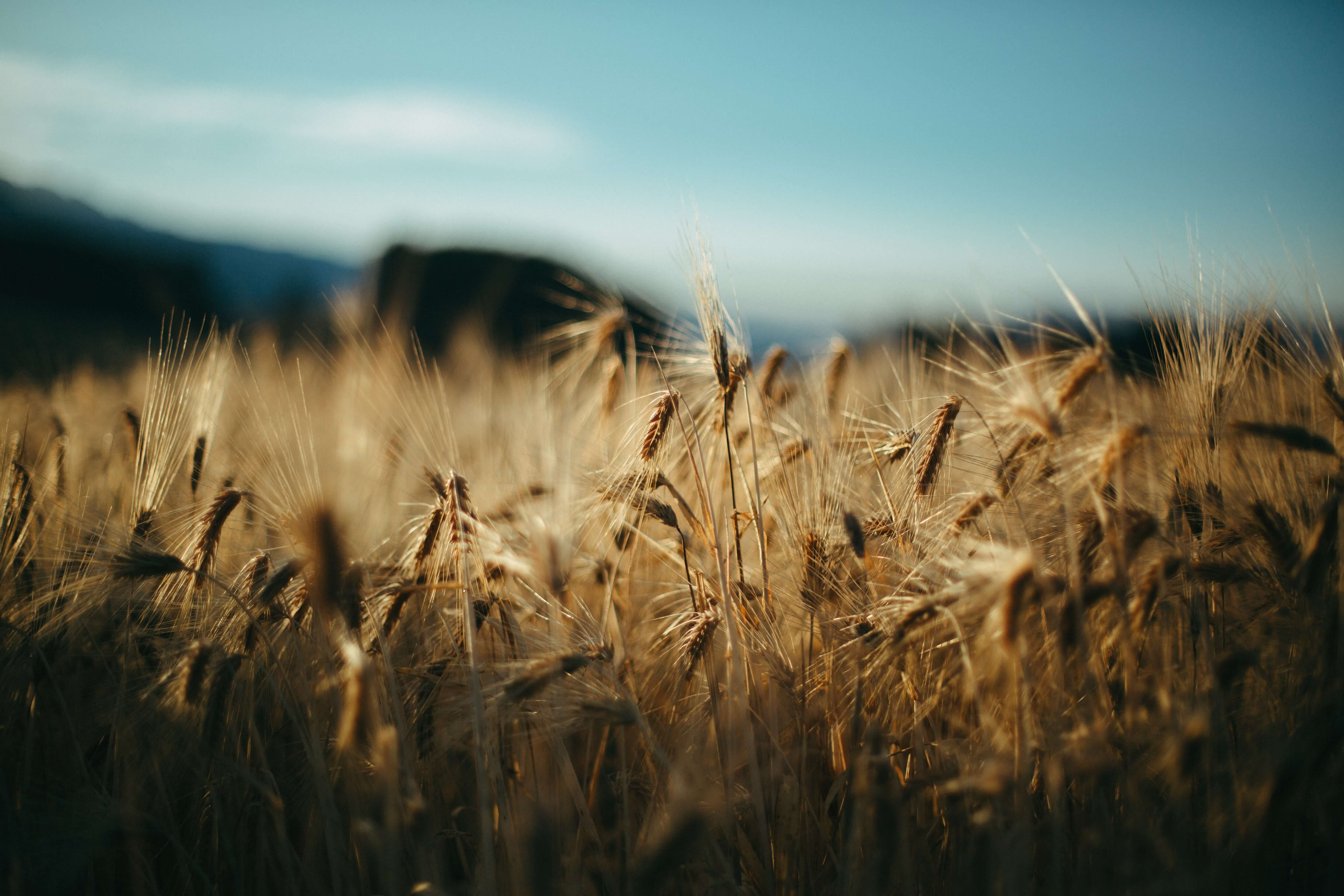 Поле прямоугольной формы засеяно пшеницей длина. Поле пшеницы. Засеянное поле. Поле засеянное пшеницей. Фон поле.