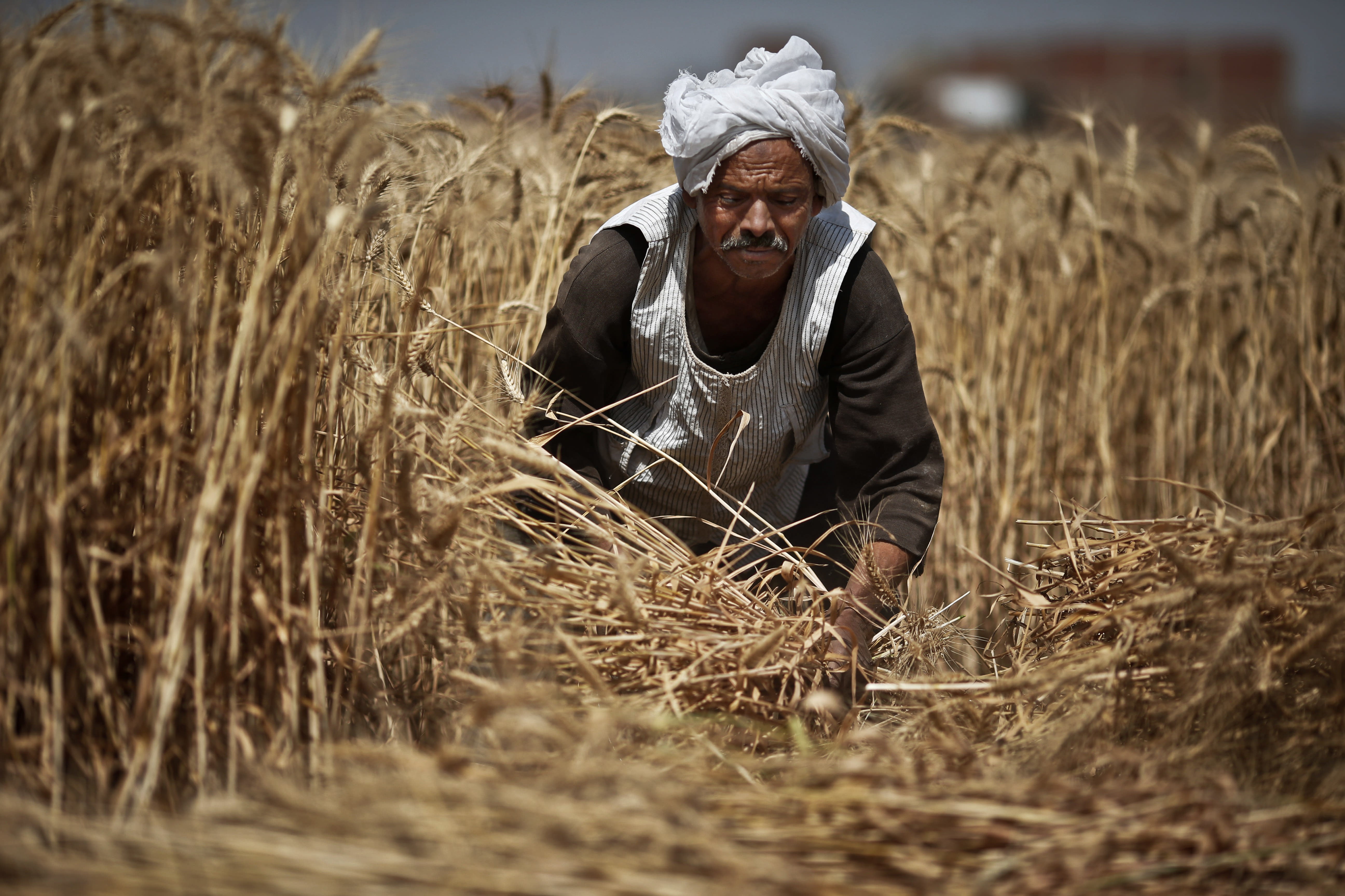 In northern india they harvest their wheat. Сельское хозяйство Египта. Земледелие. Пшеница в Африке. Зерновые культуры Африки.