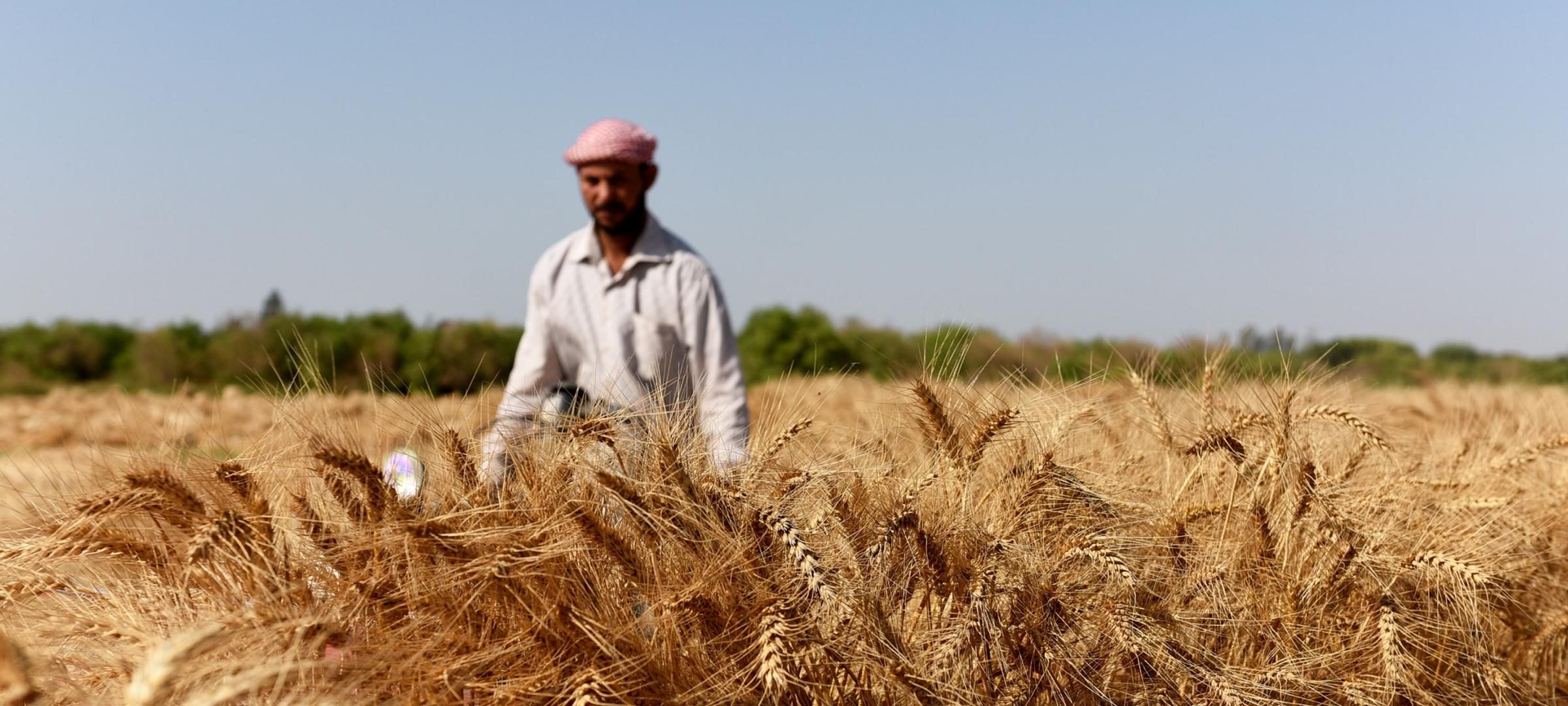 Работа пшеничное. Сельскохозяйство Египта. Сбор пшеницы. Поля пшеница Египте. Пшеница в Африке.