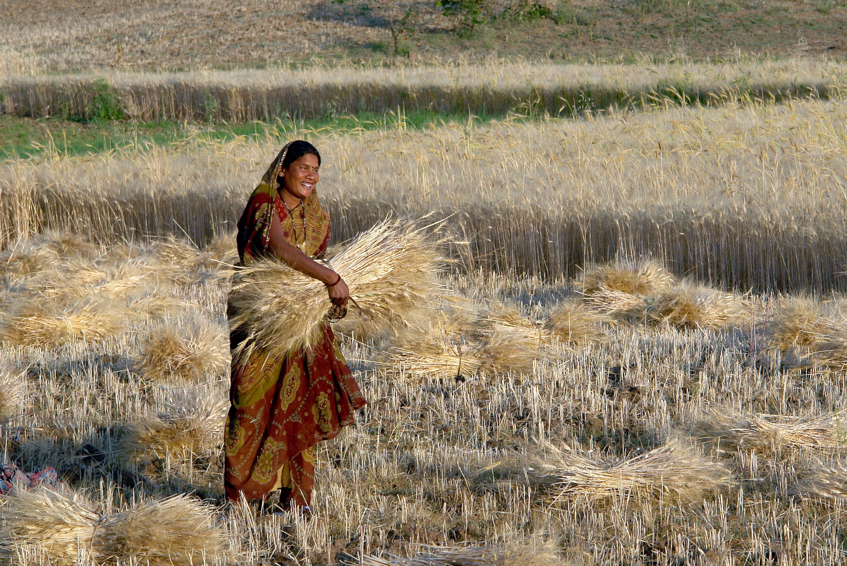 In northern india they harvest their wheat. Индия пшеница. Поле пшеницы Индия. Сельское хозяйство в древней Индии. Сбор пшеницы в Индии.