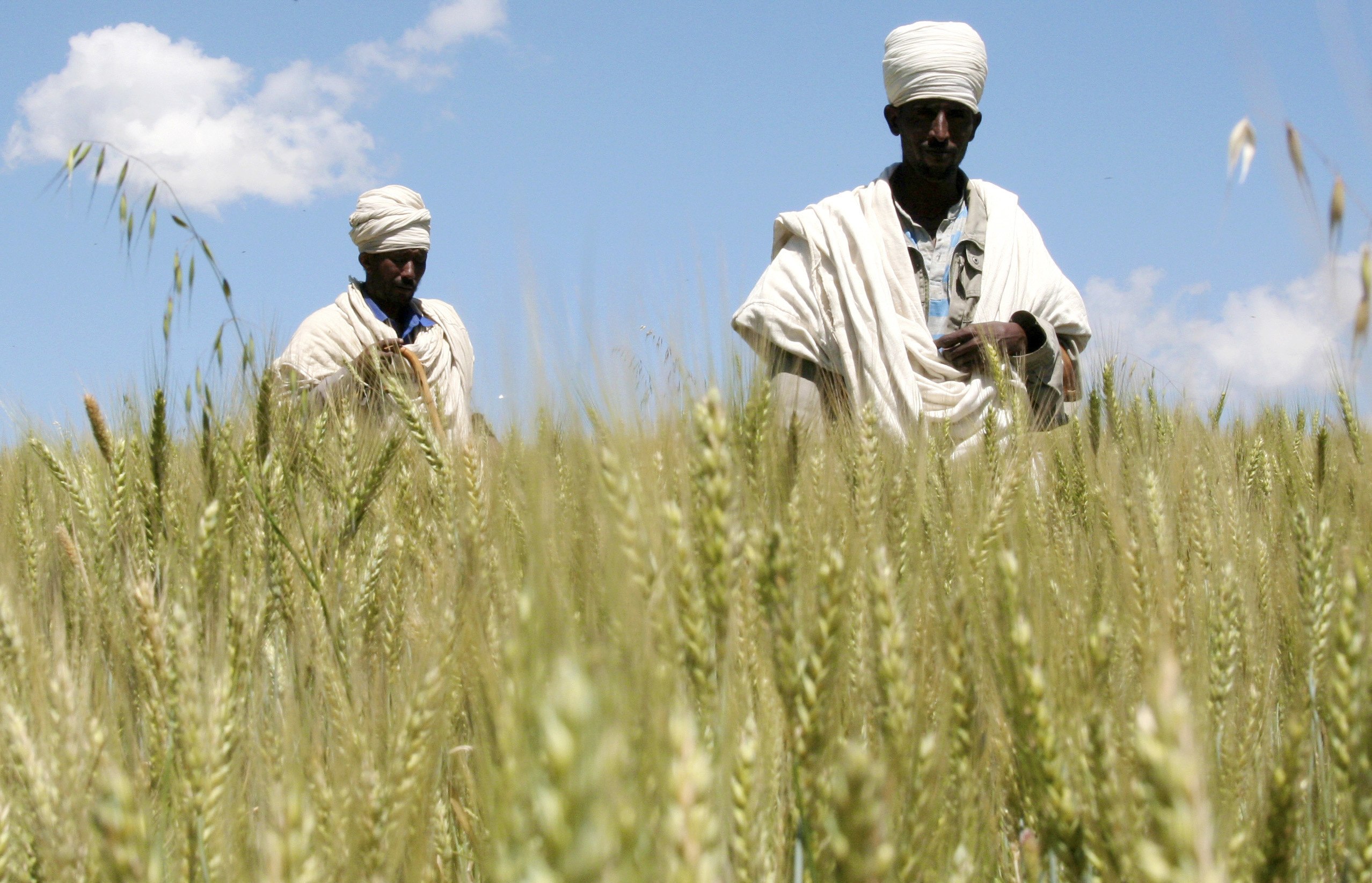 Сравнение сельского хозяйства алжира и эфиопии география. Пшеница в Африке. Пшеница эфиопская. Ячмень в Африке. Эфиопия сельское хозяйство.