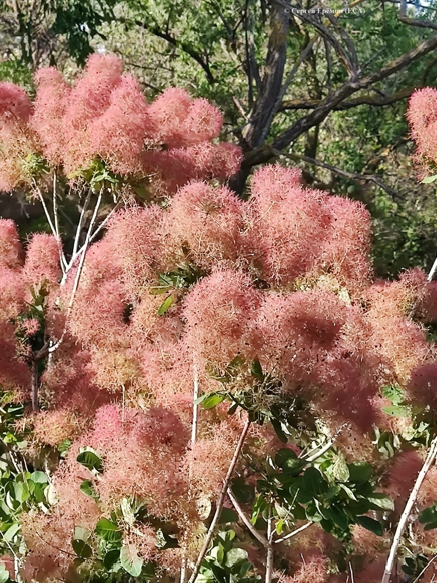 Скумпия Кожевенная