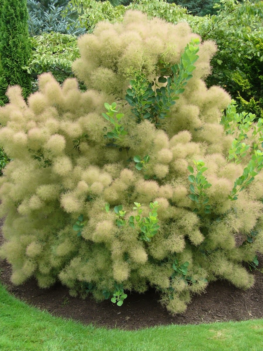 Скумпия Кожевенная Cotinus coggygria