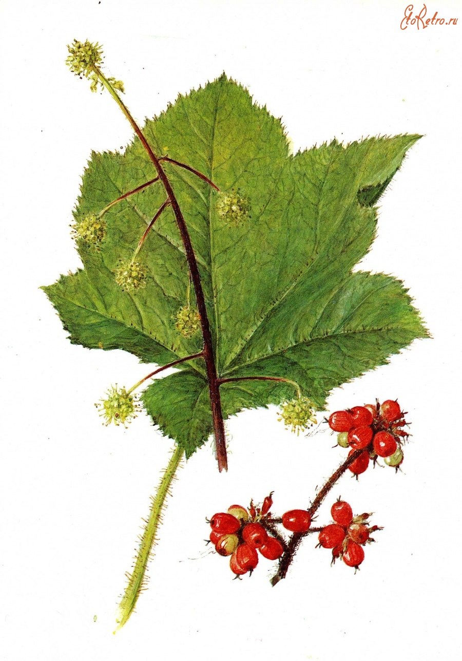 Оплопанакс Элатус