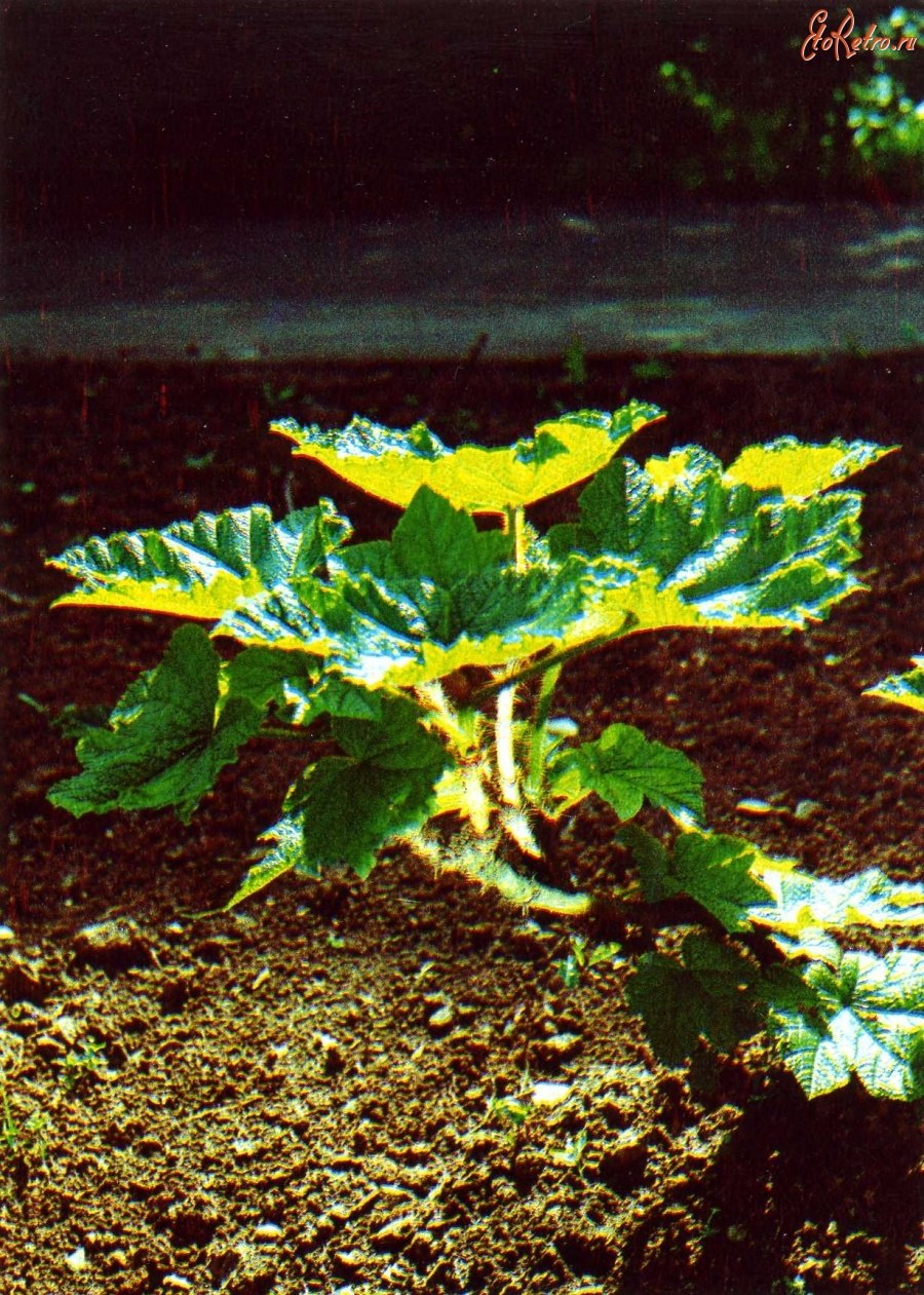 Заманиха высокая