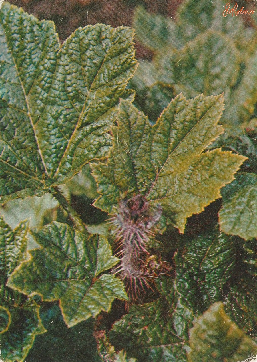 Заманиха (Echinopanax horridus)