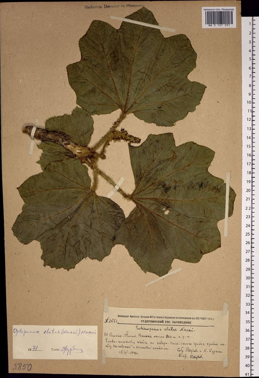 Заманиха высокая Ботаническая иллюстрация