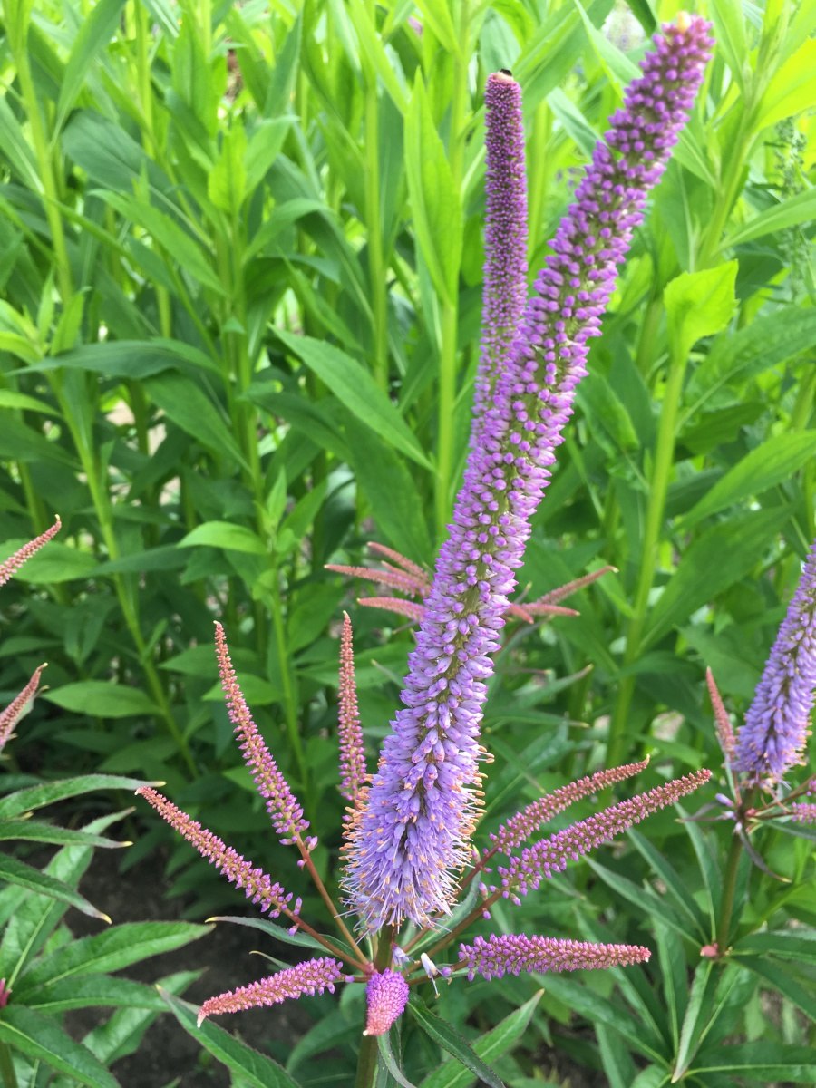 Вероникаструм виргинский Apollo (Аполло)