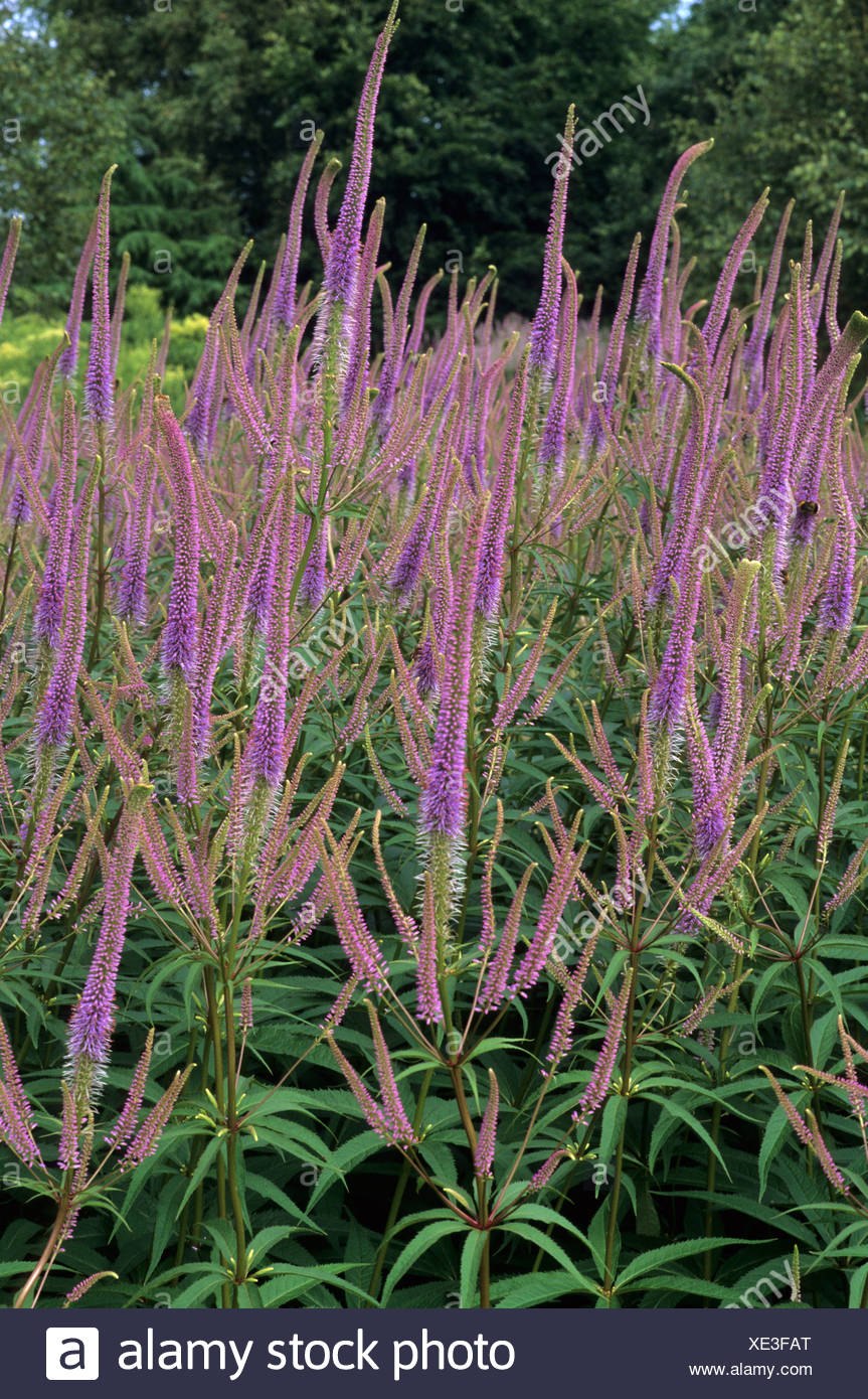Вероникаструм белый