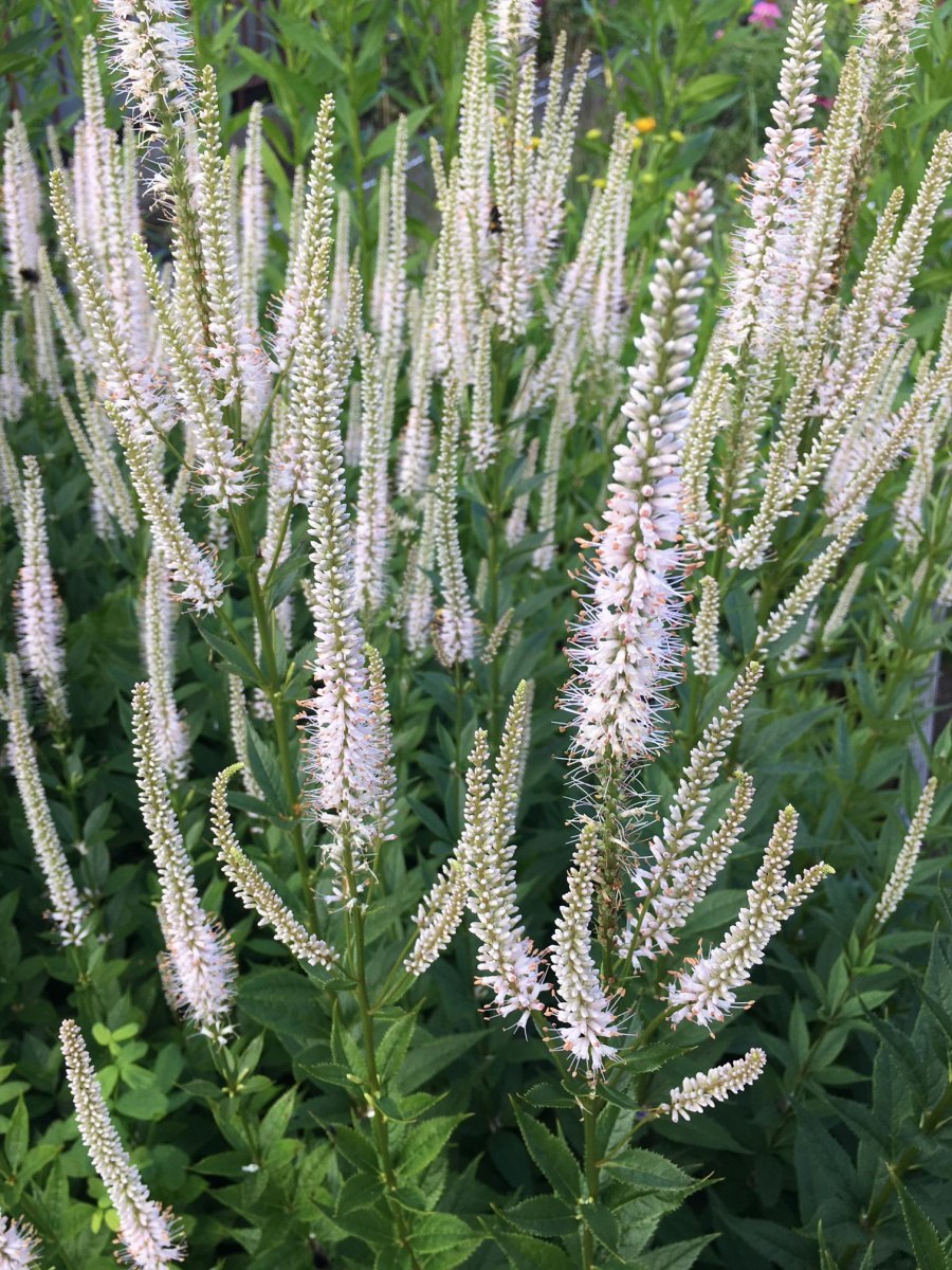 Вероникаструм виргинский Pink Glow