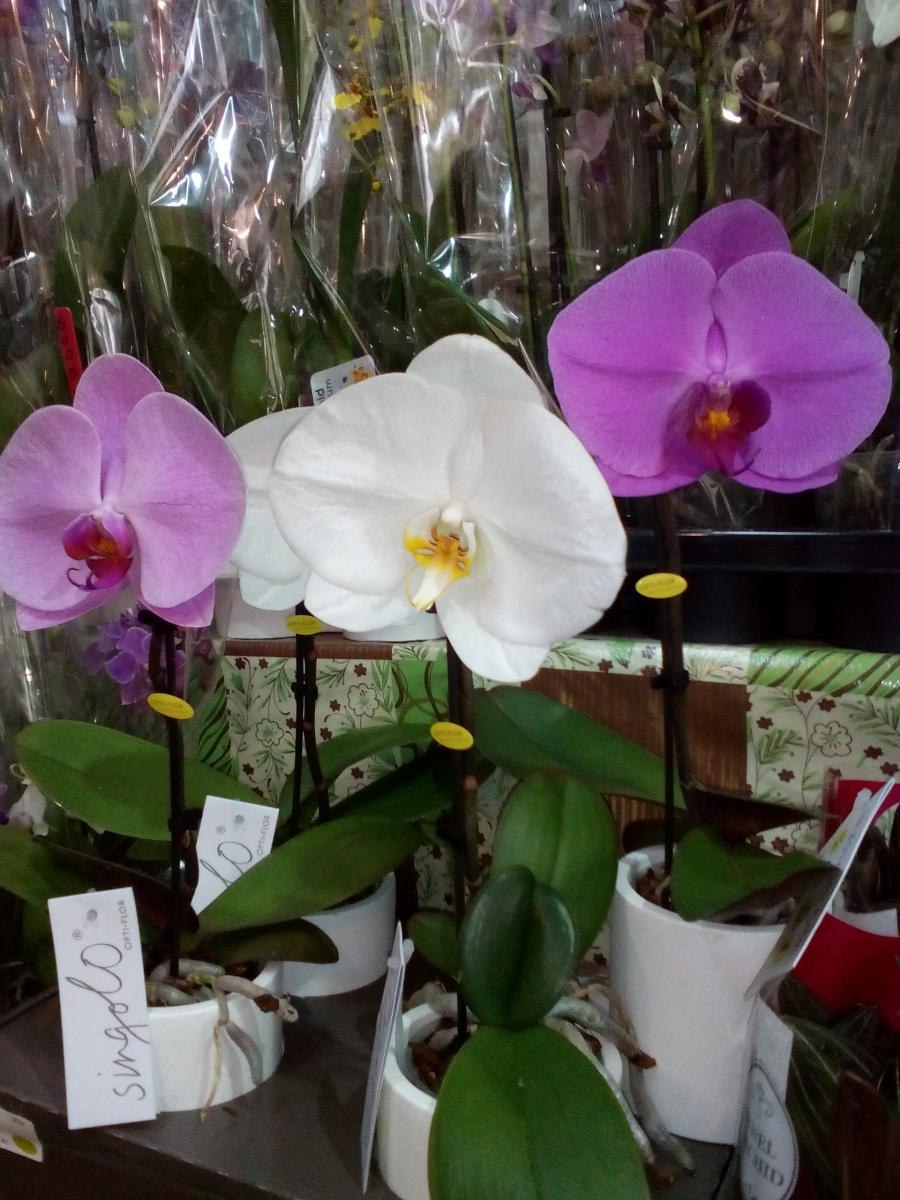 Фаленопсис гигантский