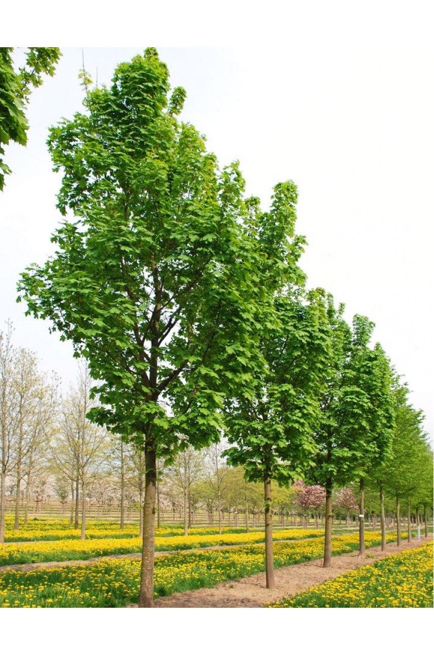 Клен остролистный