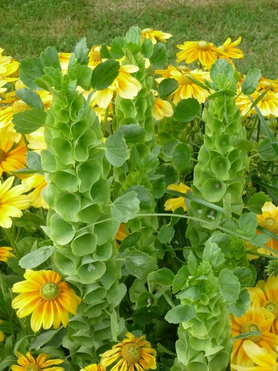 Ирландские колокольчики фото