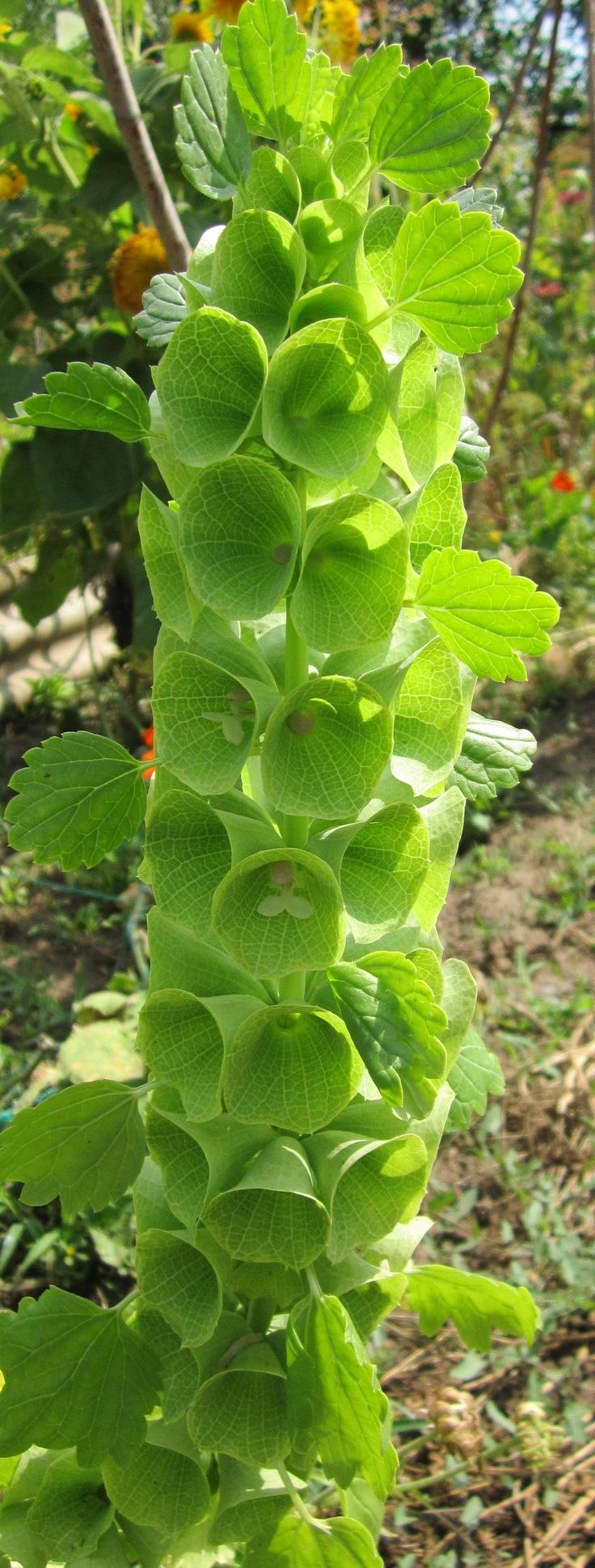 Растение Молюцелла