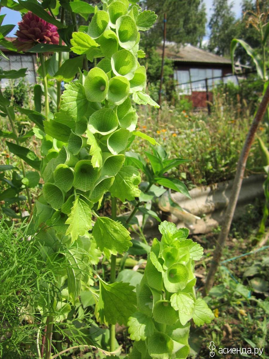 Колокольчик ирландского проповедника
