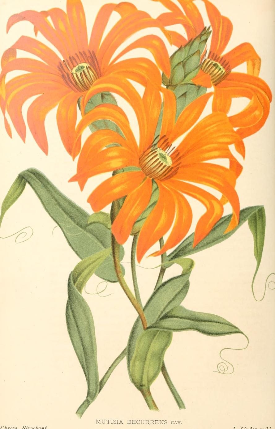 Stigmaphyllon ciliatum -Стигмафиллон