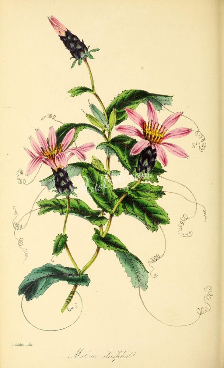 Банановая Пальма Musa itinerans