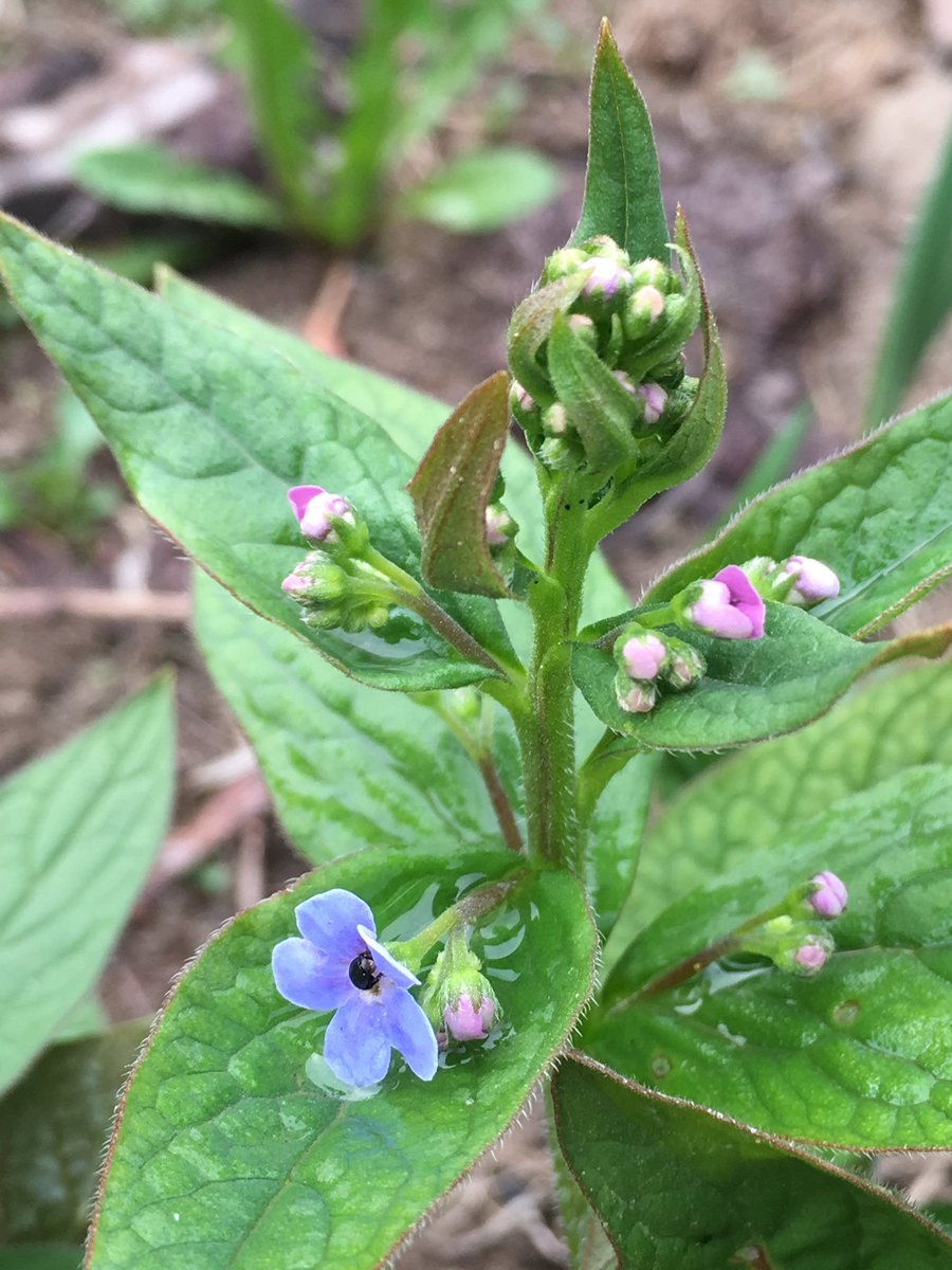 Пантадария цельнолистная