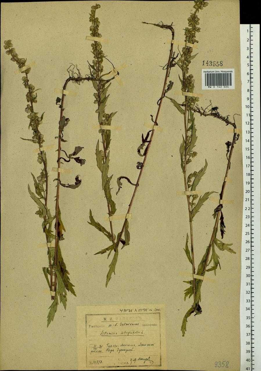 Марь (Chenopodium)