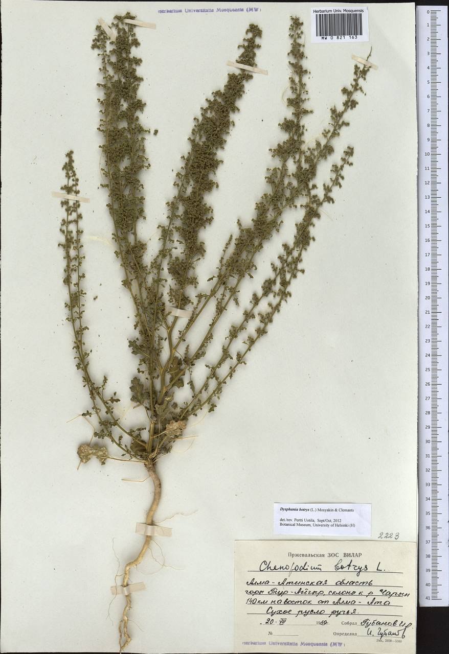 Лебеда копьелистная