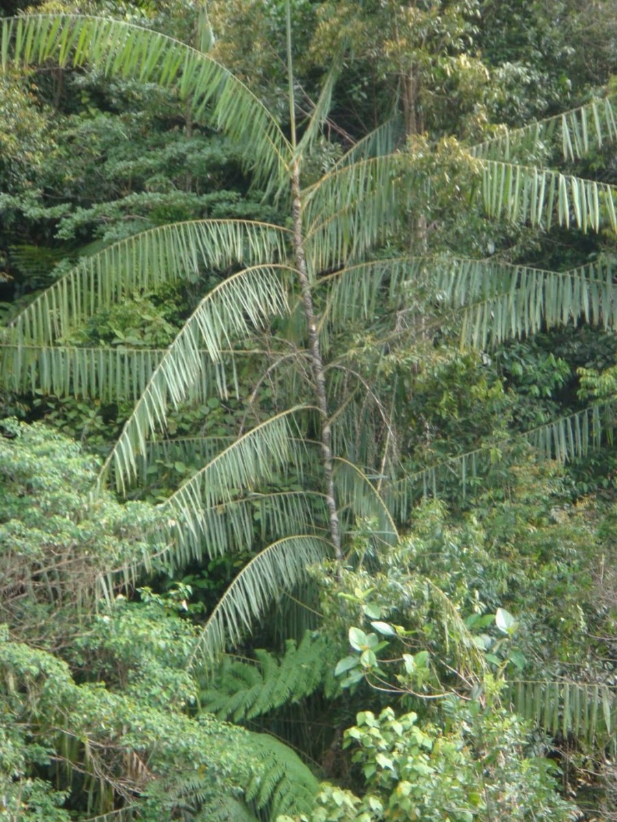 Пальмы пириуао