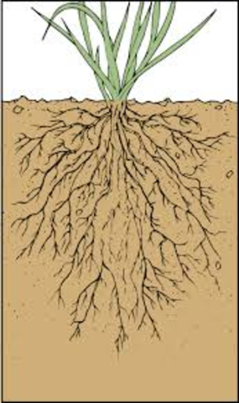 Мочковатая система корней