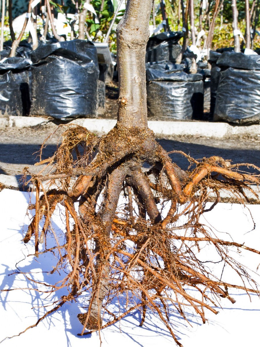 Саженец яблони с корнями