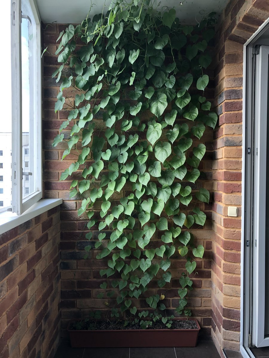 Осенний балкон