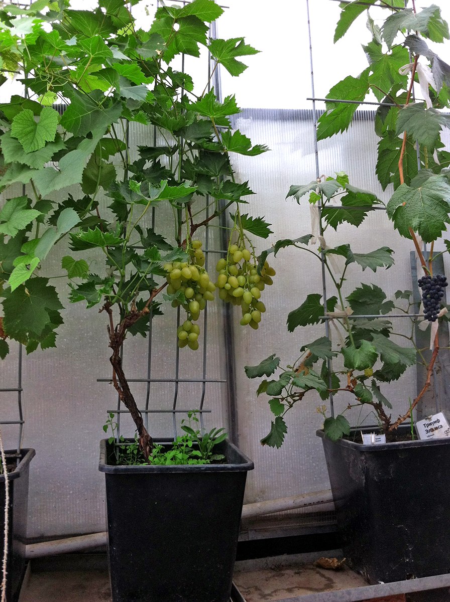 Виноградная лоза на балконе