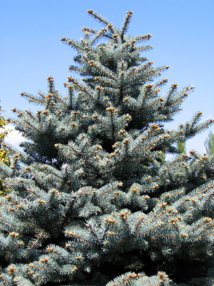 Picea chihuahuana