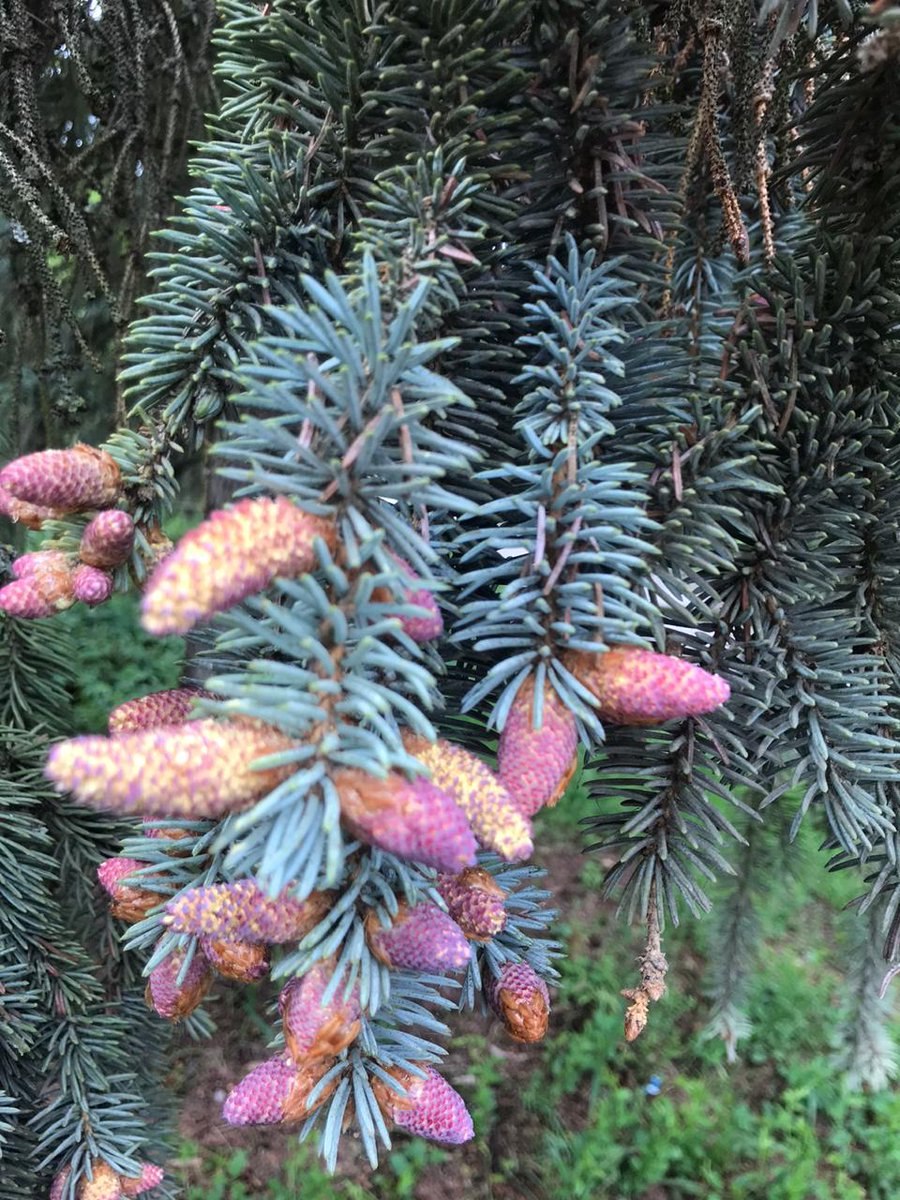 Ель гималайская, Смита