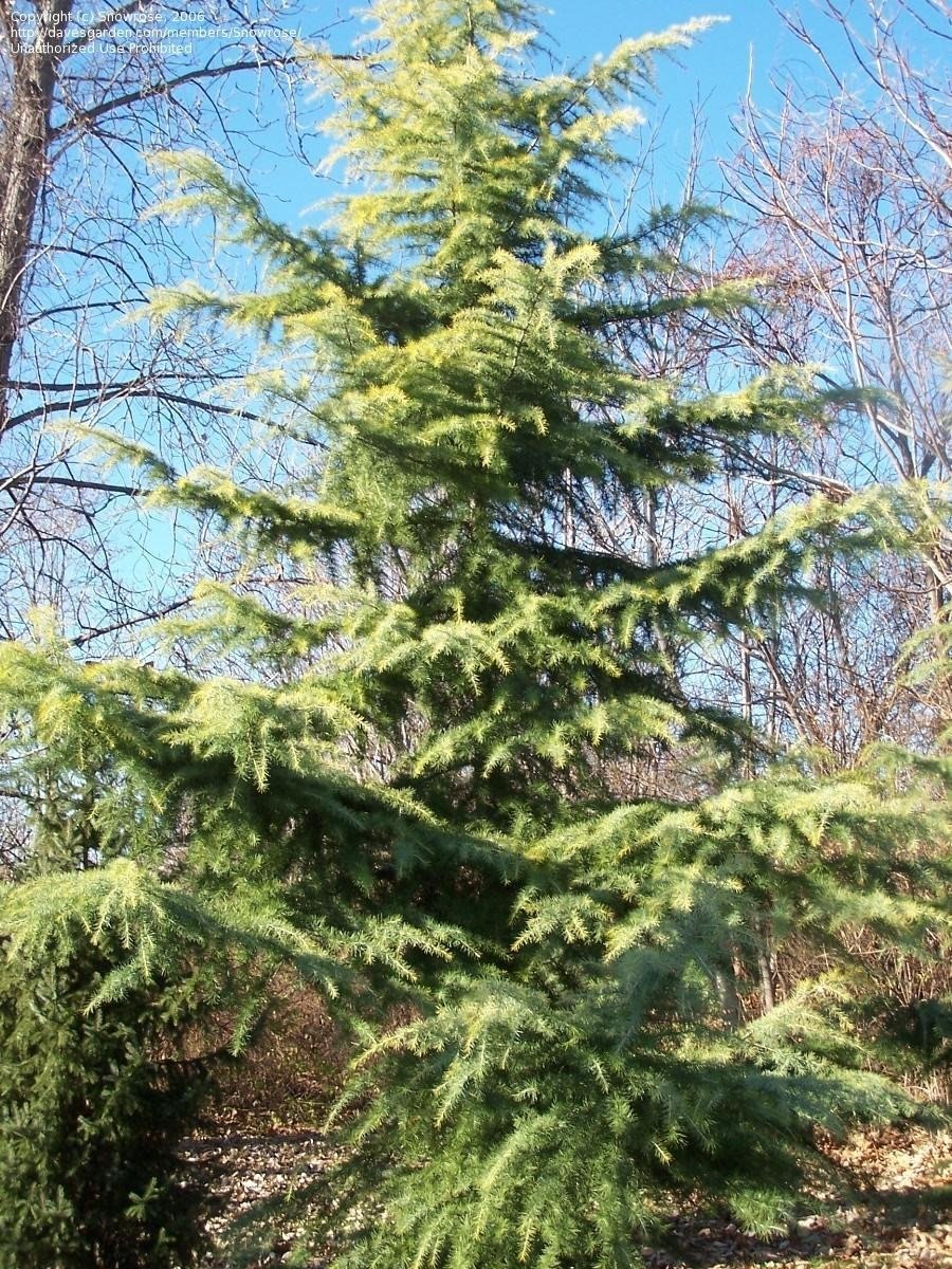 Ель Энгельмана Picea engelmannii