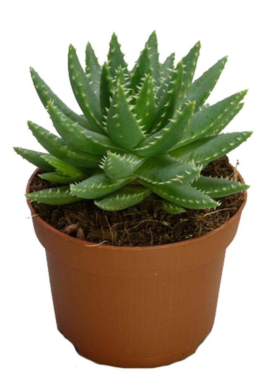 Мясистые листья алоэ