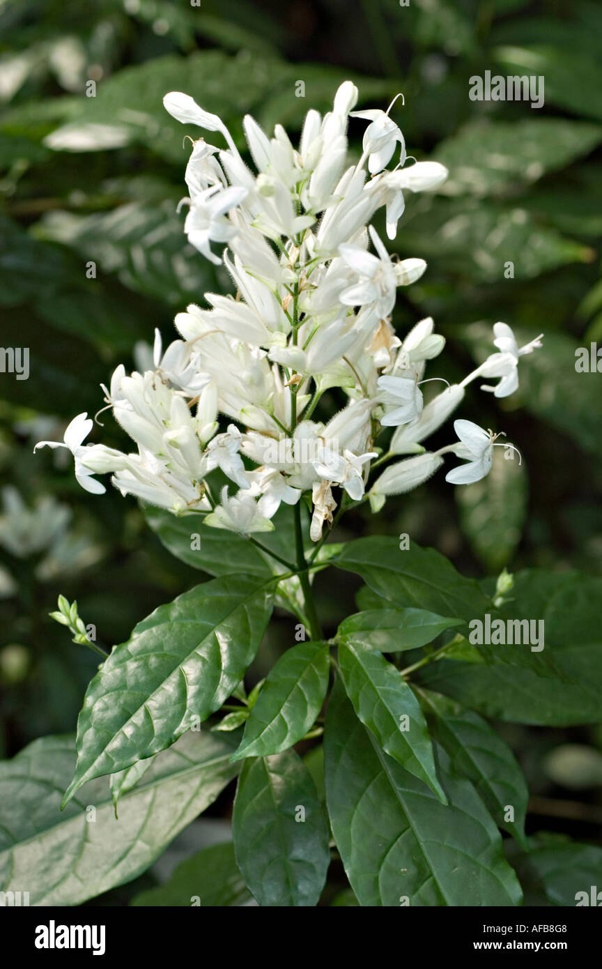 Клеродендрум уайтфельдия