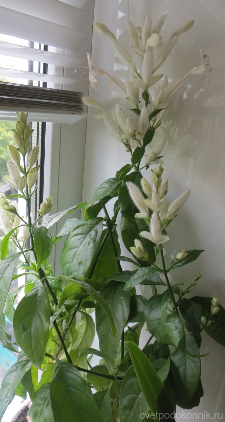 Клеродендрум уайтфельдия