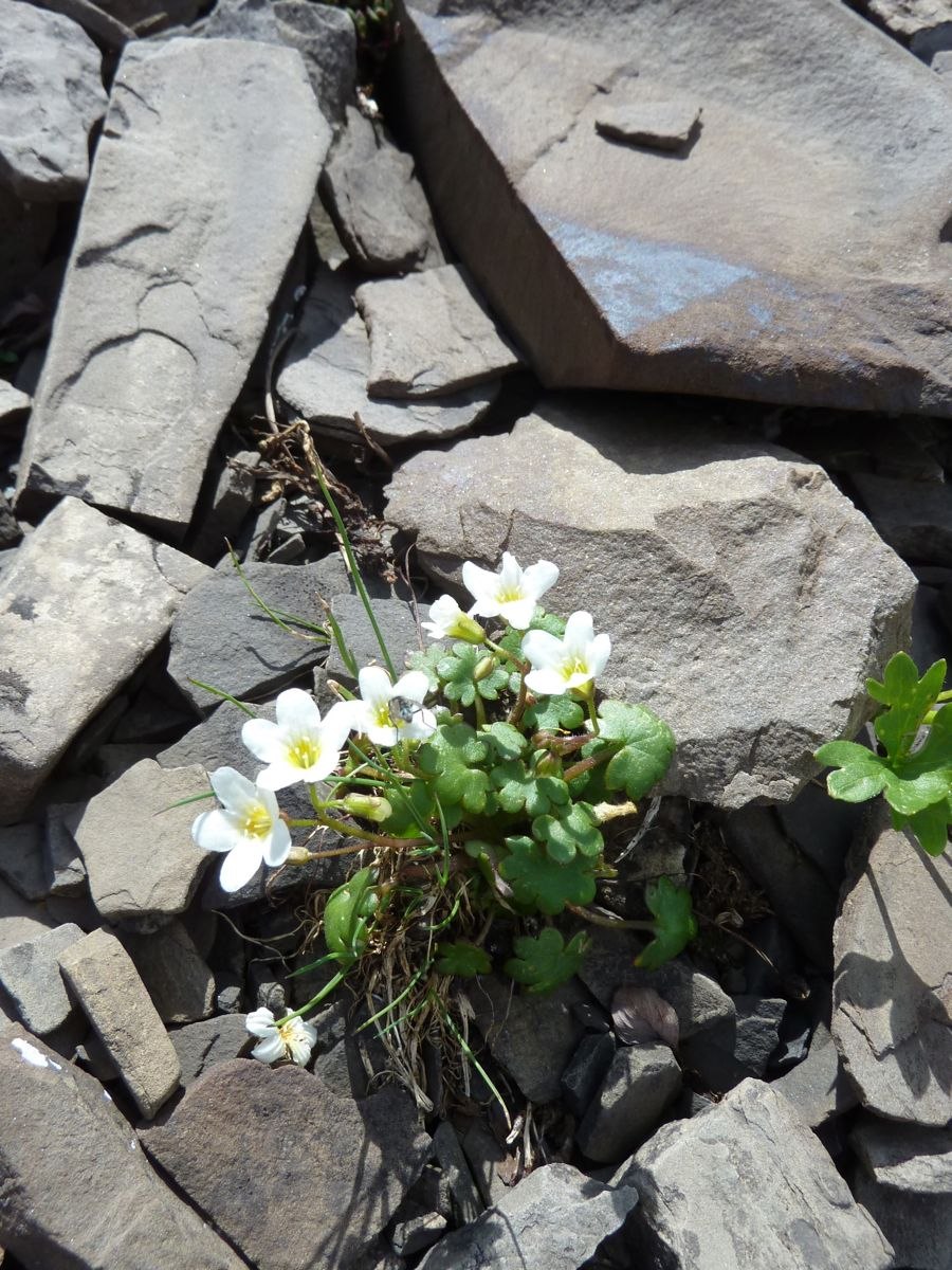 Romanzoffia sitchensis