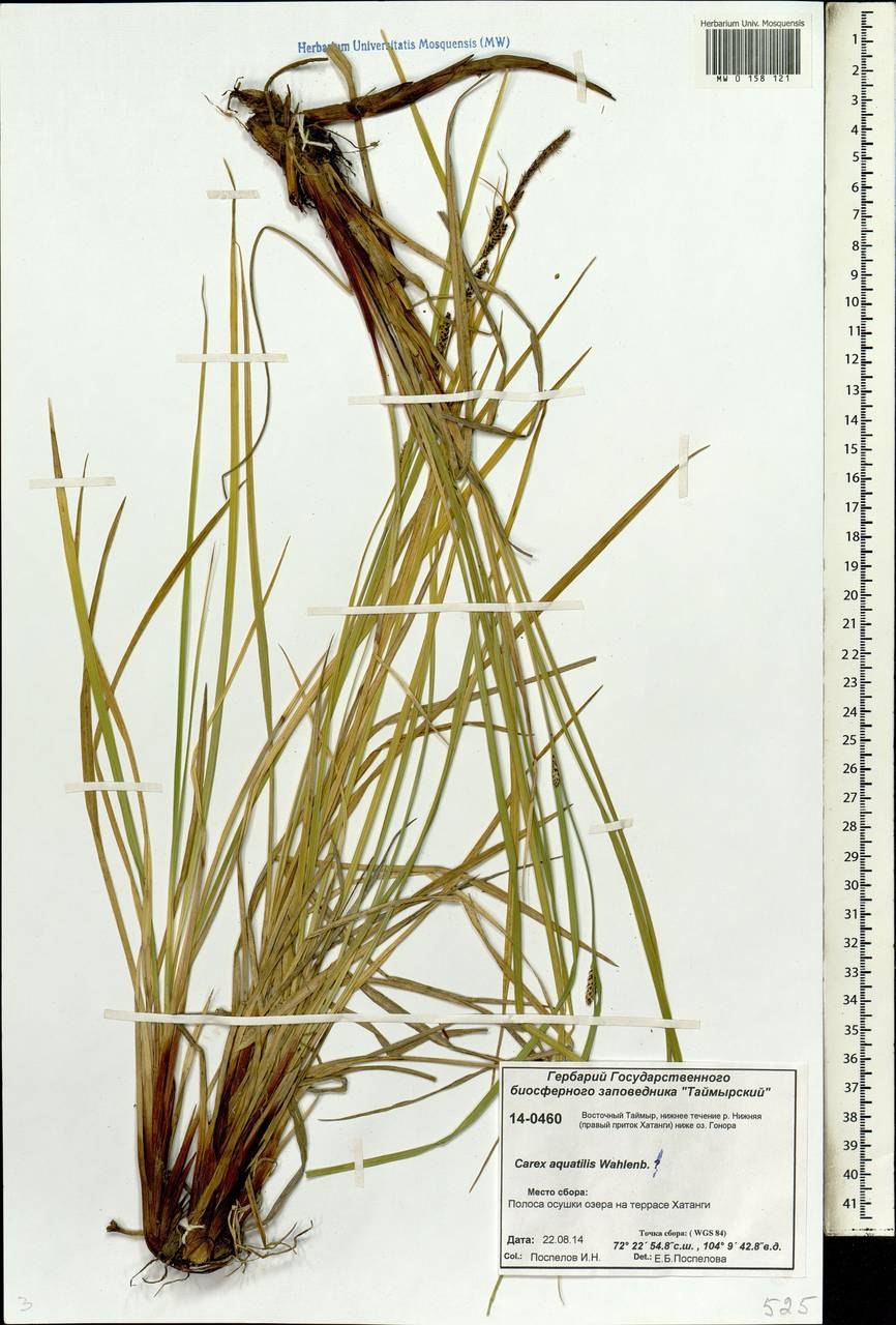 Болотница Жемчужная