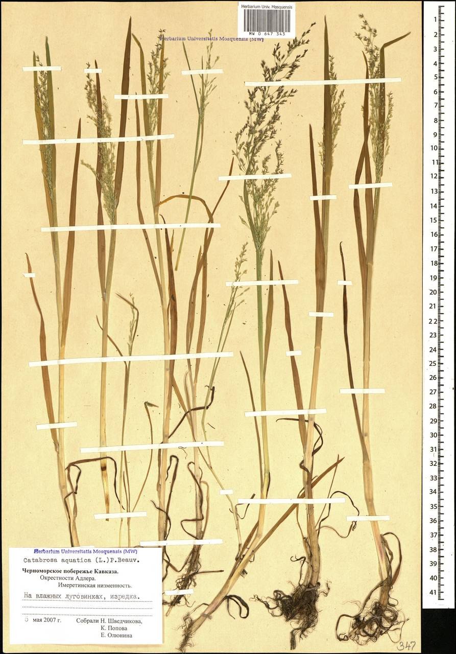 Овсяница рыхлокустовая