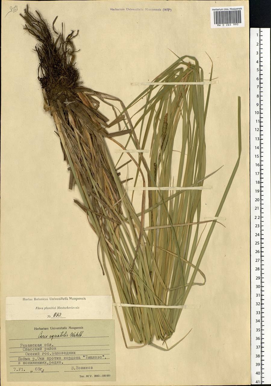 Поручейница водяная