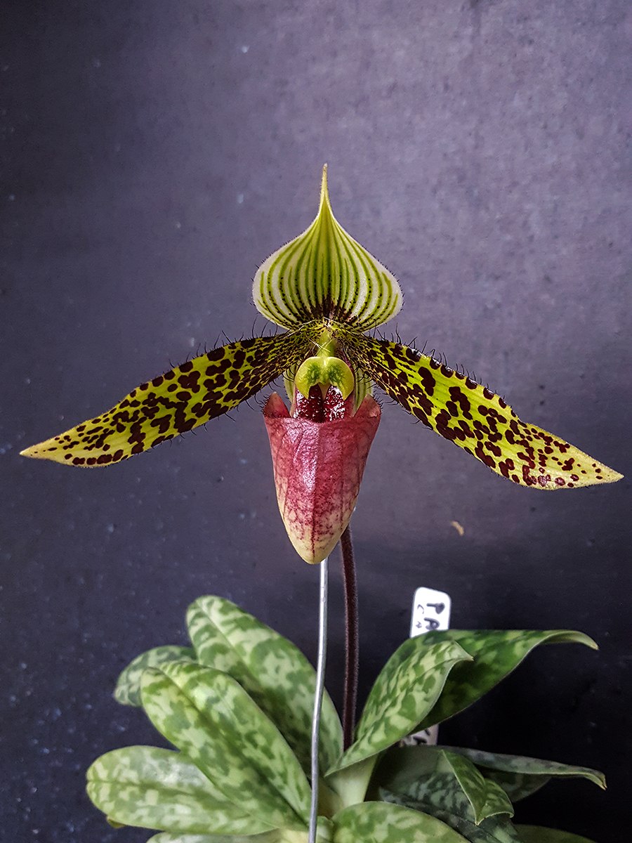 Paphiopedilum Tonsum