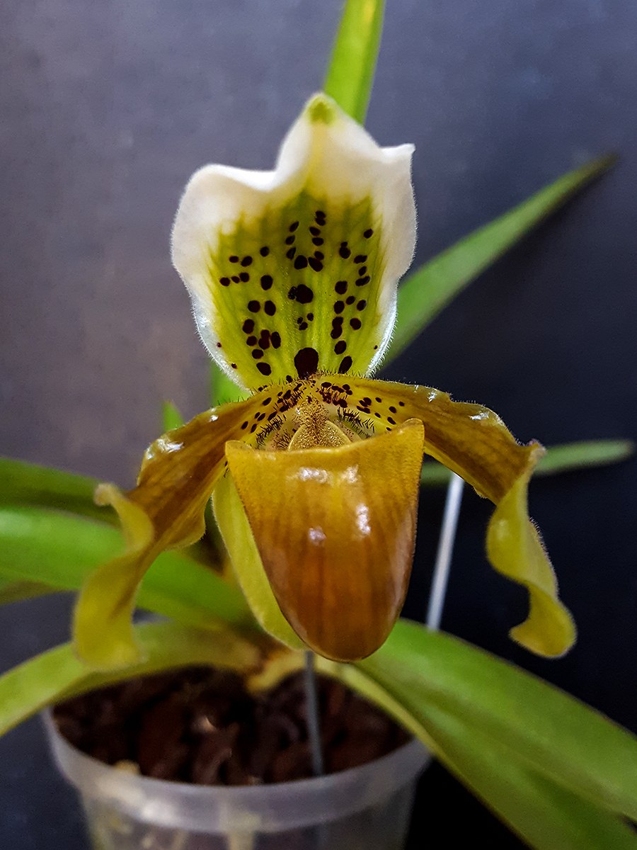 Пафиопедилум дэя