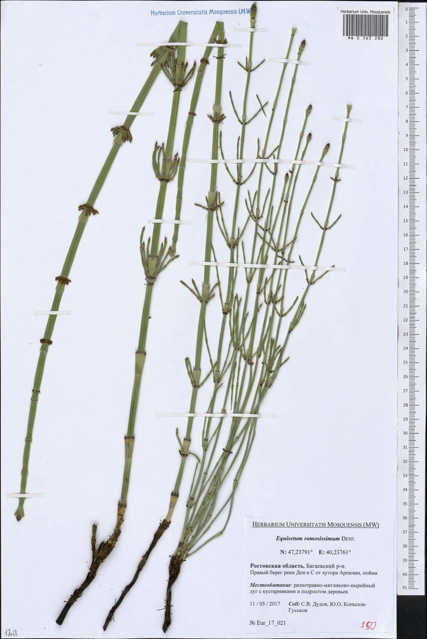 Хвощевник ветвистый