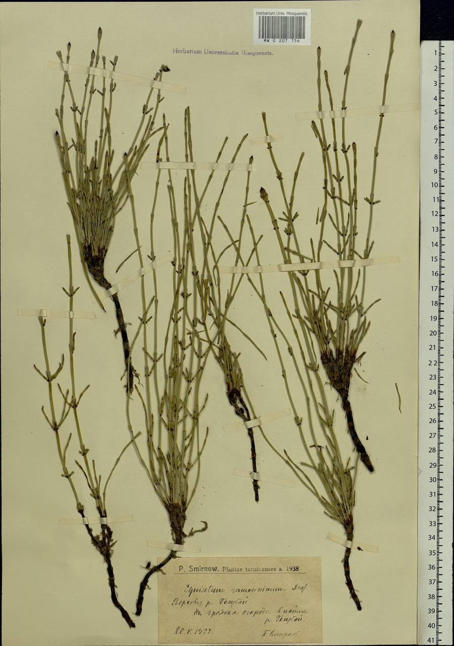 Снейкграсс хвощ