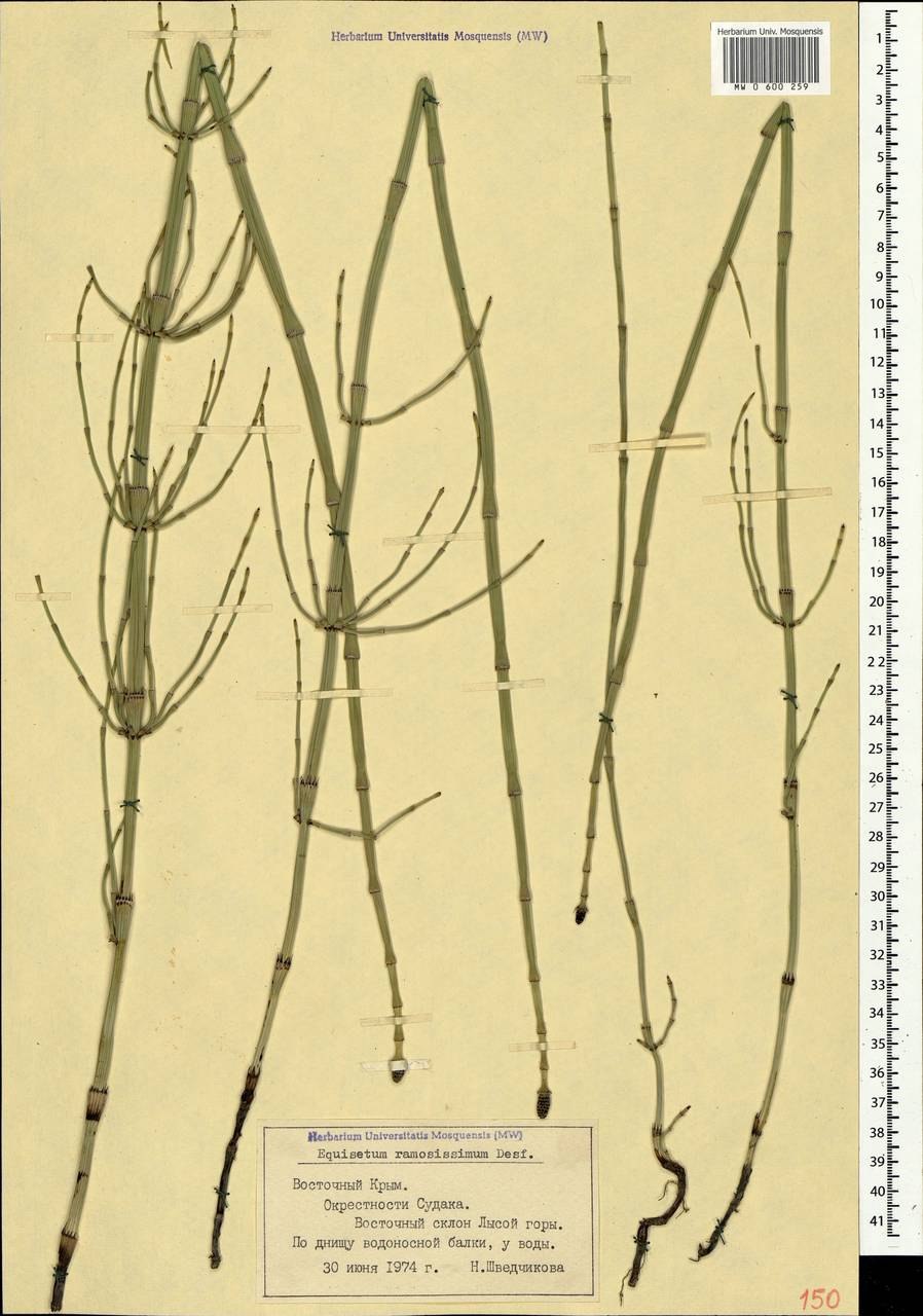 Хвощевник ветвистый