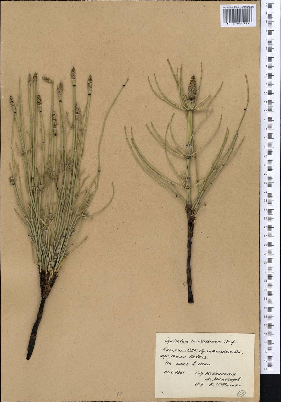 Equisetum ramosissimum рисунок