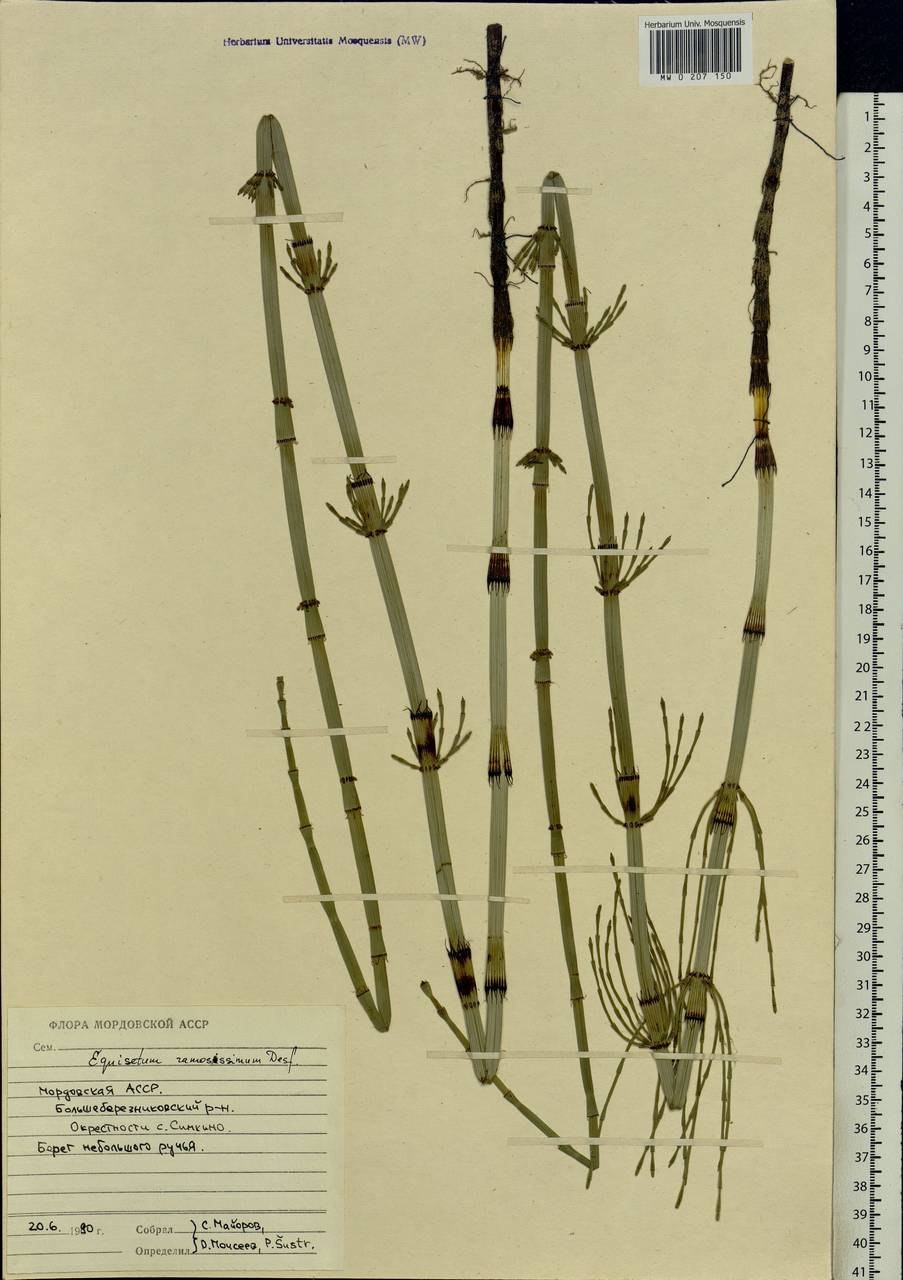 Хвощевик ветвистый