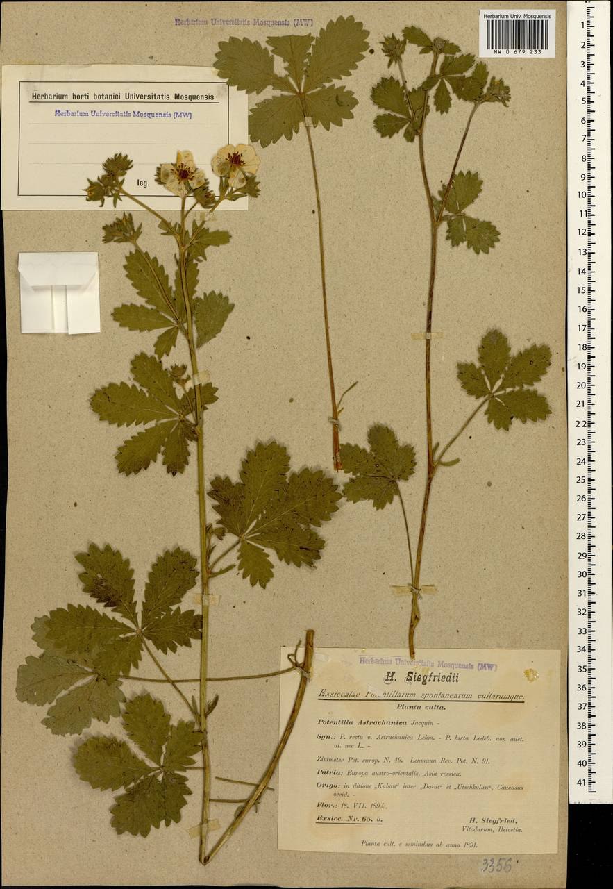 Лапчатка земляниковидная