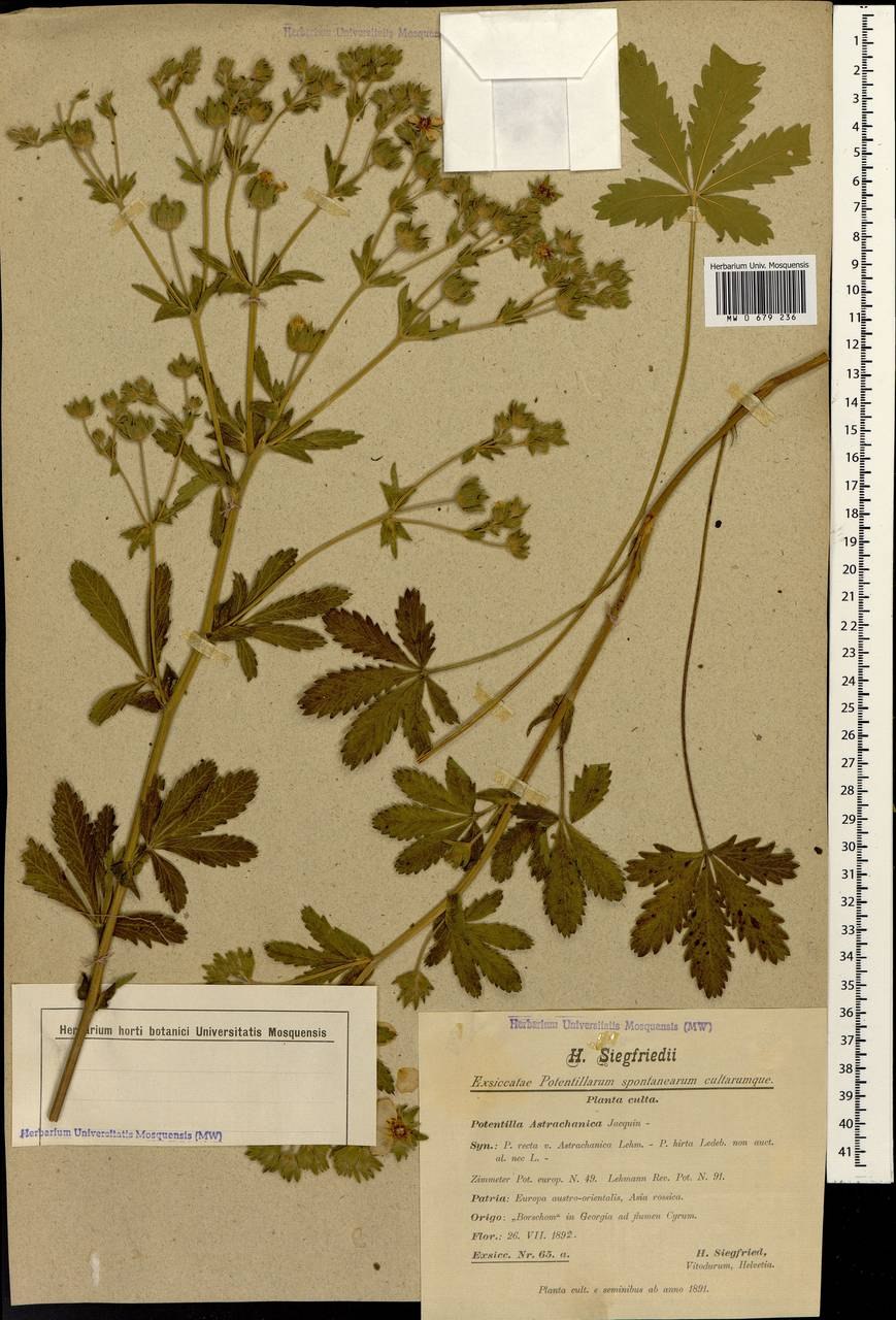 Лапчатка врангелевская